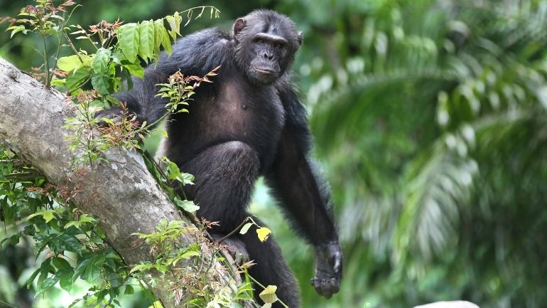 Chimpanzee in the Tchimpounga Nature Reserve in the Republic of Congo.
