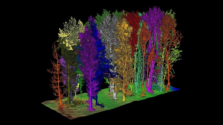 Laser scan of a typical forest with colours to represent different tree species.