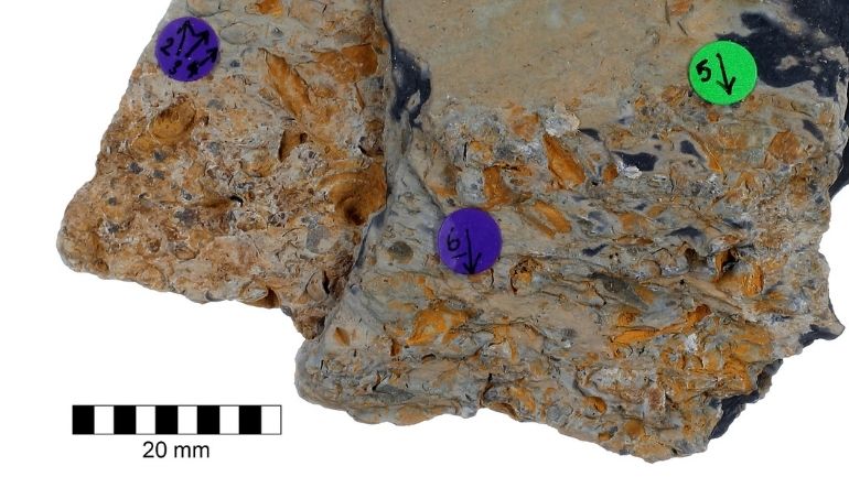 A slab of grey mudstone featuring three small ostracod fossils, labeled with coloured stickers.