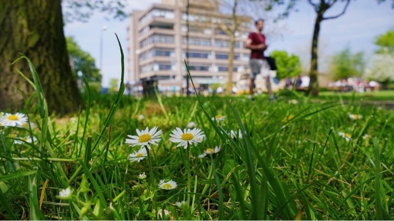 Common daisies in front of the Charles Wilson Building on the University of Leicester campus.