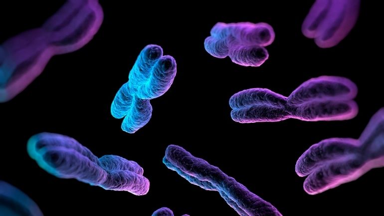 A computer-generated image of human chromosones.