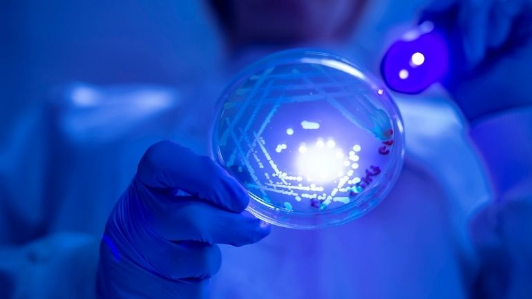 A gloved hand holds a petri dish in front of a blue light.