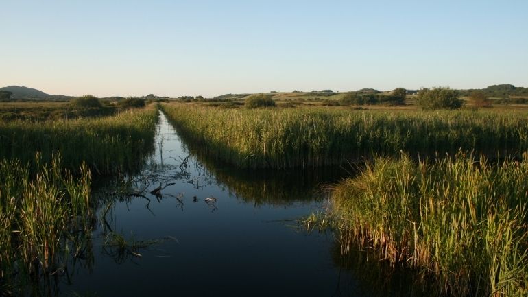 Water on a peatland fen in Anglesey, Wales.