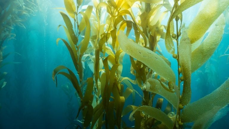 An underwater view of seaweed.