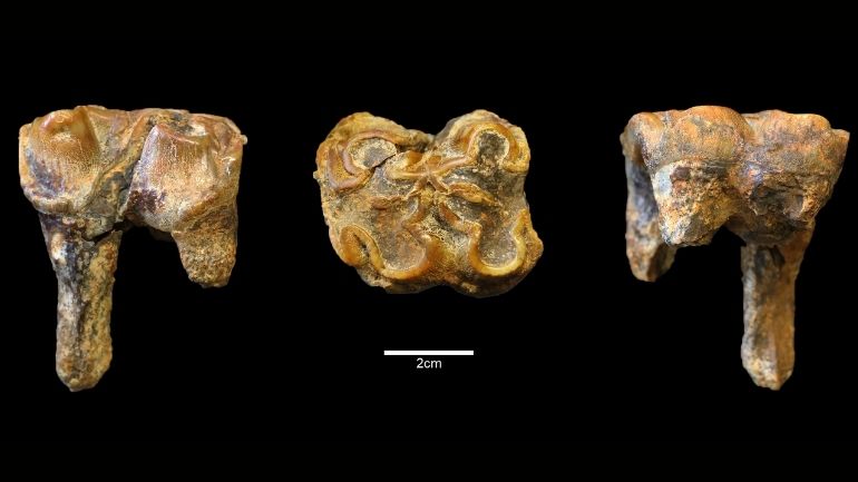 Side and top views of the hippo tooth fossil unearthed at Westbury Cave.