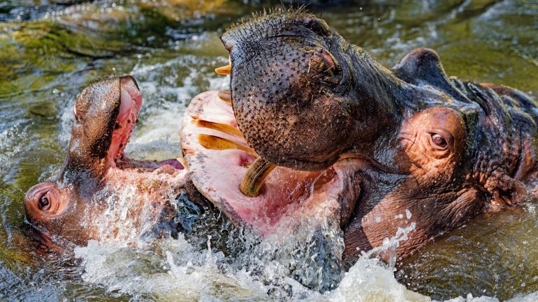Two hippos fighting in water with their mouths open.