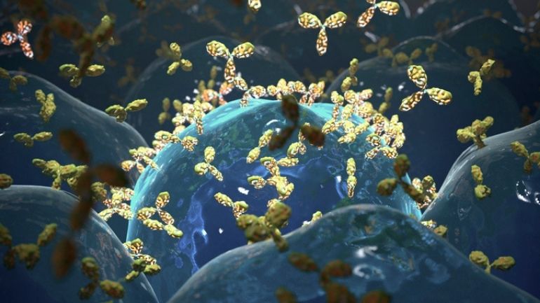 Computer illustration of the production of monoclonal antibodies.