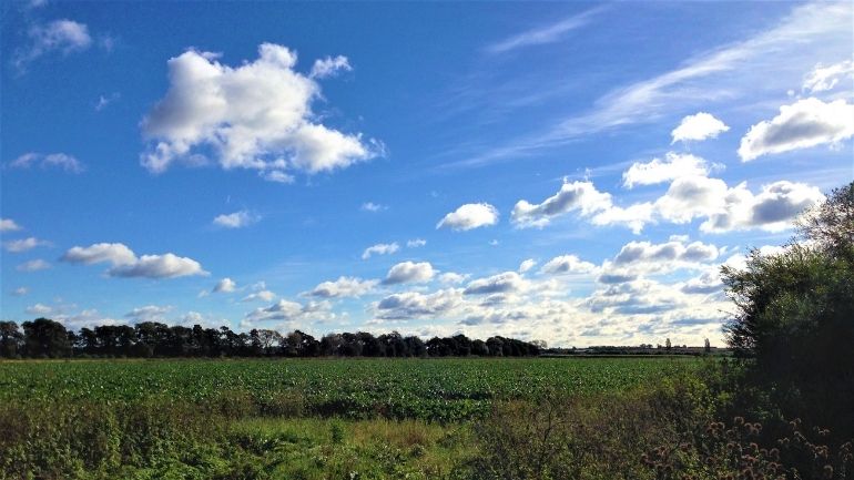 A crop field under a blue sky with clouds.