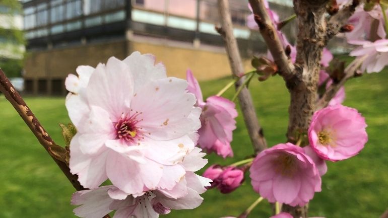 Close up of Japanese cherry blossom tree on the University of Leicester campus.