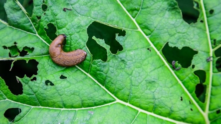 A slug eating part of a large leaf.