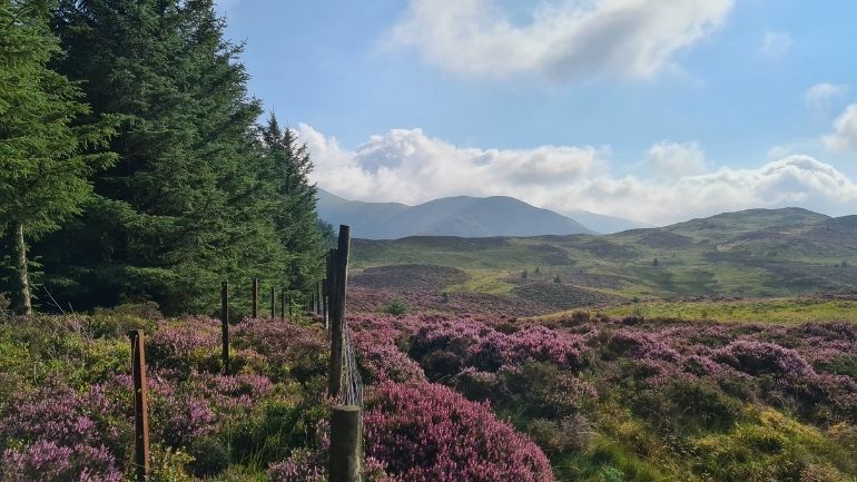 Landscape view taken in Whinlatter, Cumbria.