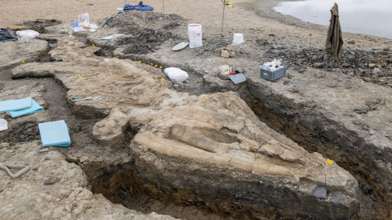 Fossilised remains of an ichthyosaur discovered in Rutland.