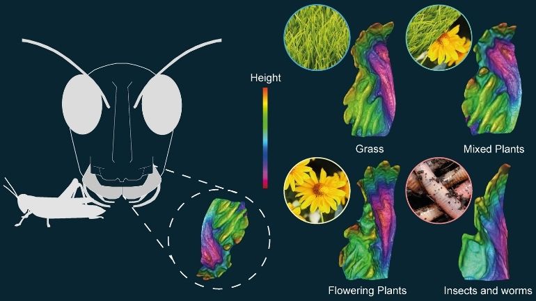 3D scans of different grasshopper mandible shapes, demonstrating which food types they are most suitable for.