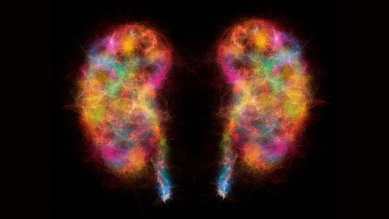 Artist's impression of blood vessels and other connections in two human kidneys.