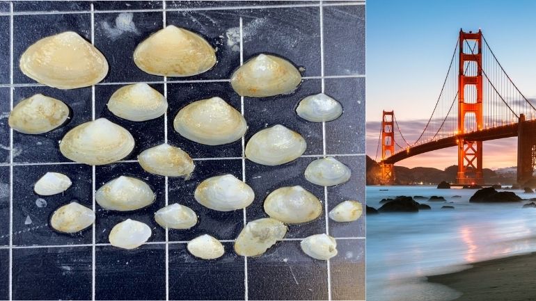 Amur River clams from San Francisco Bay, alongside a view of the Golden Gate Bridge.