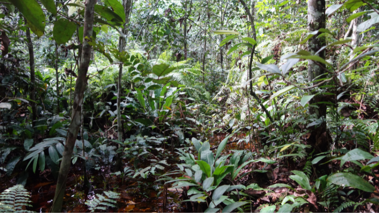 Congo peatland