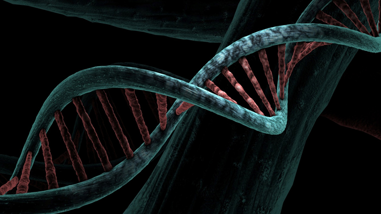 A DNA double helix, representing genetics.