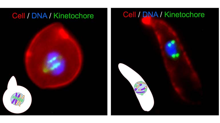 Gene shuffling during transmission stages of the malaria parasite