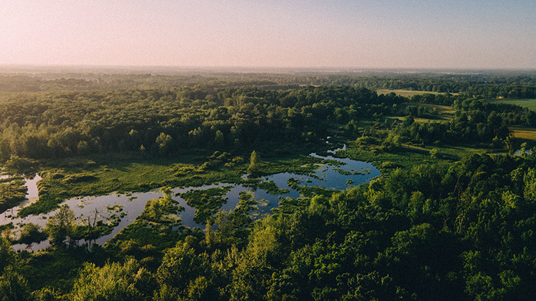 An example of a wetland, with trees and and a lake.