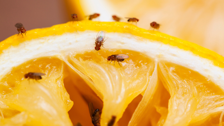 Fruit fly