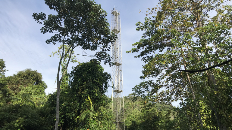Eddy covariance flux tower over a heavily logged tropical forest landscape within the Stability of Altered Forest Ecosystem (SAFE) Project (this is the tower used within this study). Credit – Maria Mills