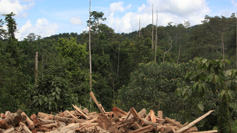 Logging extraction in Bornean rainforest. Credit – Zoe G Davies