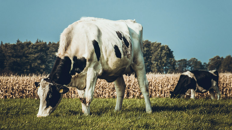 Grazing cattle.