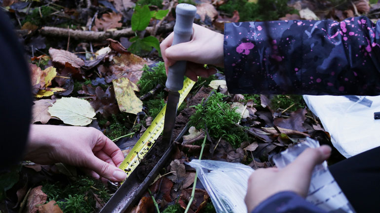 Bethany Chiu sub-sampling a sediment core in Cloud Wood.