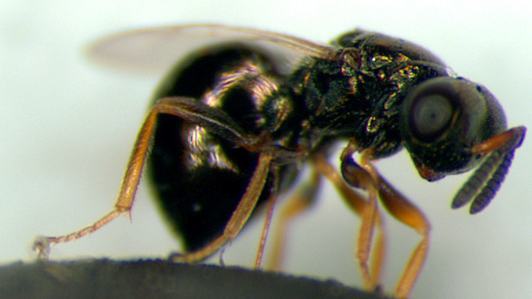 Nasonia vitripennis female (Credit: M.E. Clark)