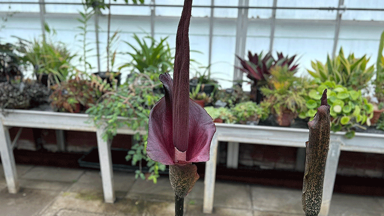 Corpse Flower