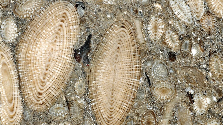 Nummulites found in France. Credit: Parent Géry