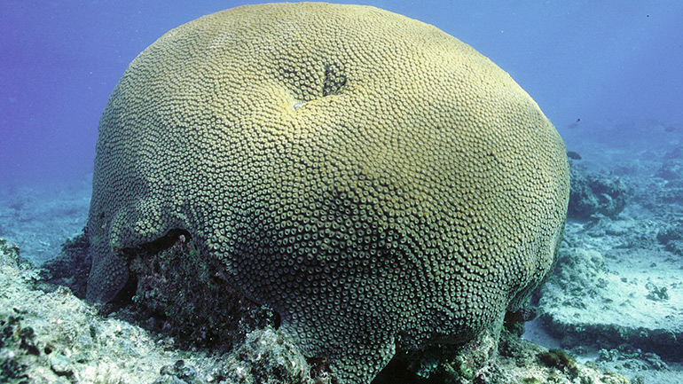 Coral coring of the Diploastrea heliopora massive boulder coral in the Fijian archipelago that was used in the climate reconstruction. Foto credit: Joel Orempuller