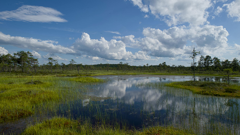 Peatland.