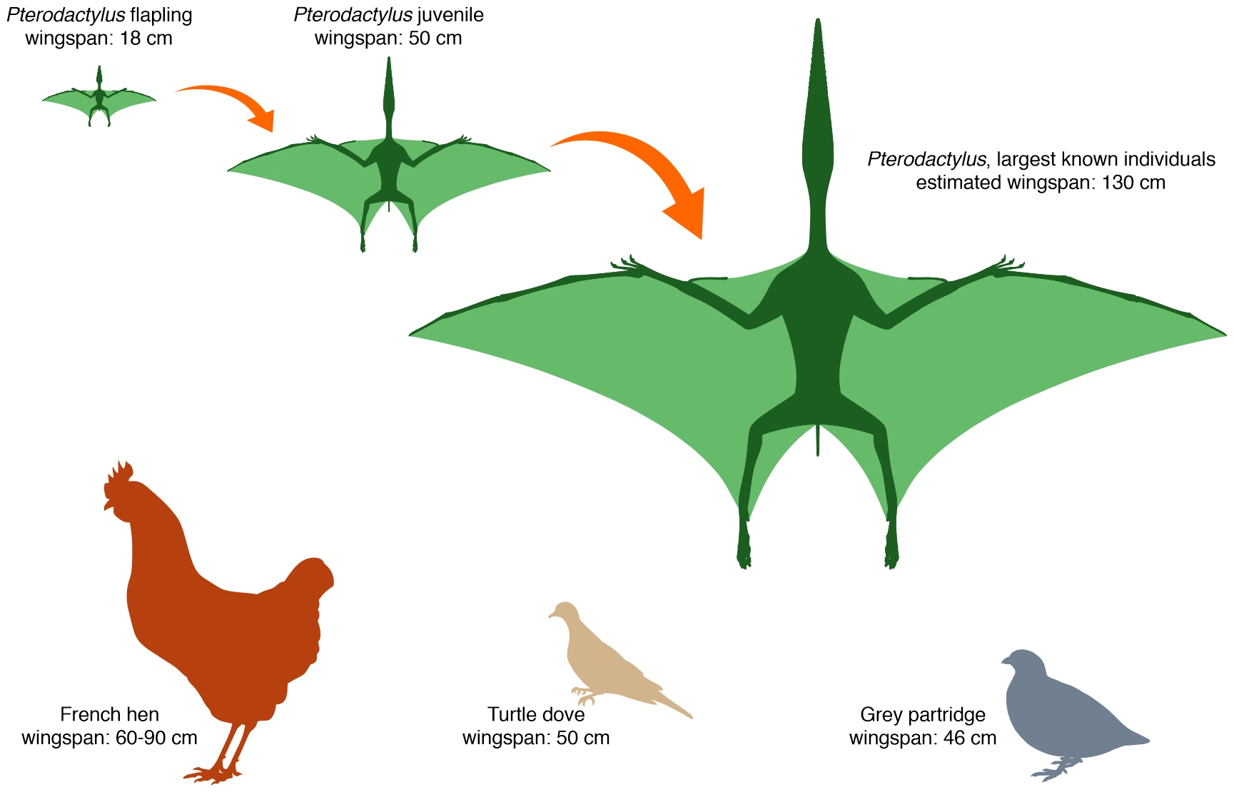 Growth stages of Pterodactylus. From tiny ‘flaplings’ no larger than a sparrow, most known specimens represent ‘teenagers’ comparable in size to a pigeon. Fully grown individuals boasted impressive wingspans exceeding 1 metre. Unlike birds, which must grow before achieving flight, even the smallest Pterodactylus were capable of flight from an early age.