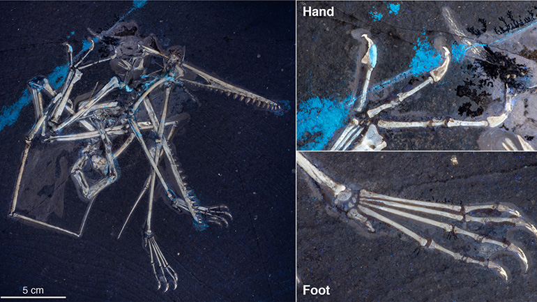 Family resemblance. This larger specimen is slightly jumbled, but it still reveals many important details, including the anatomy of the hands and feet, which have been found to be highly diagnostic features. This allows us to distinguish Pterodactylus from other closely related pterosaurs.