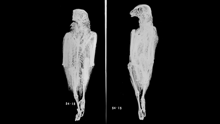 X-ray of a mummified bird of prey