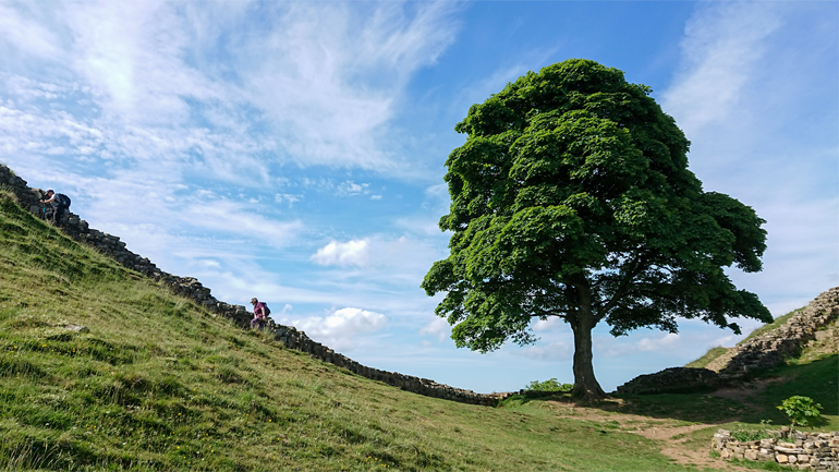 The tree at Sycamore Gap, Northumbria with hikers in shot and a blue sky. 