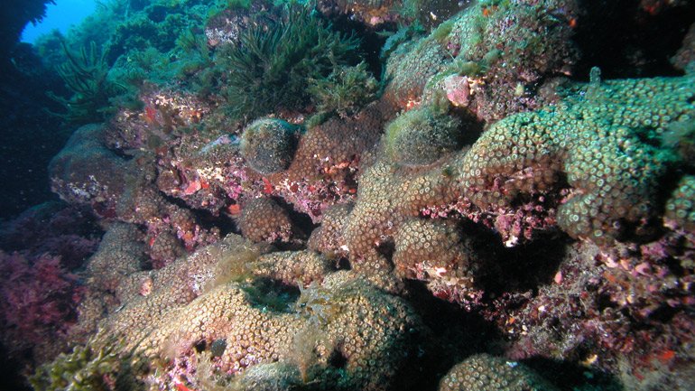 The coral Cladocora caespitosa. Credit: Diego K. Kersting