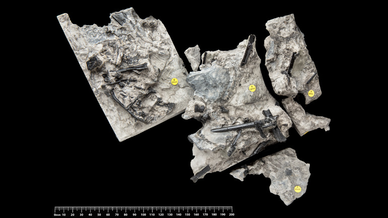 Skeleton of the new pterosaur Ceoptera evansae from the Middle Jurassic of the Isle of Skye (Credit Trustees of the Natural History Museum London)