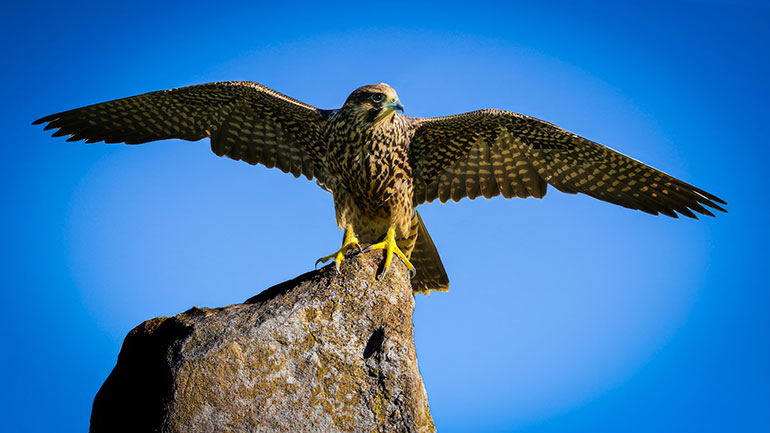 Peregrine Falcon (Getty images)