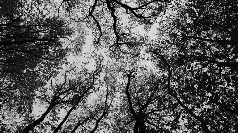 Black and white photography image of trees viewed from directly below.