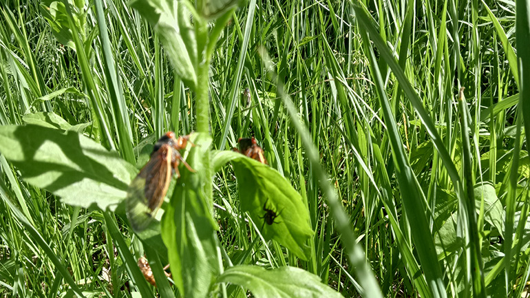 Cicada