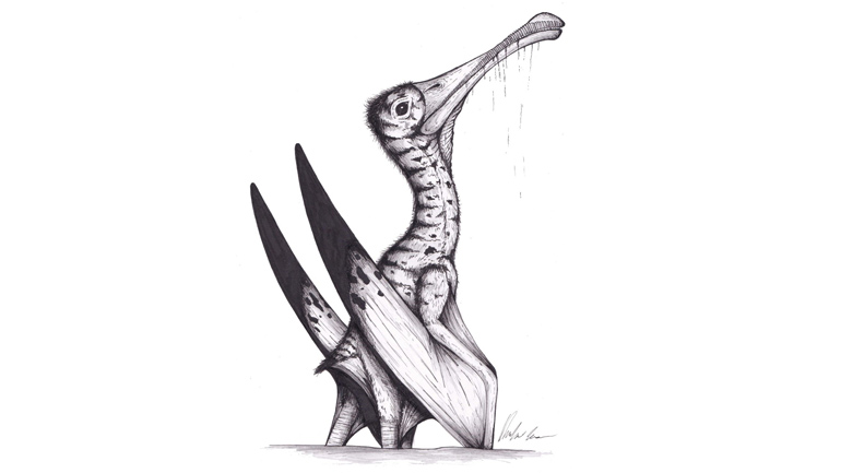 Artwork of a Jurassic pterosaur by University of Portsmouth student, Hamzah Imran