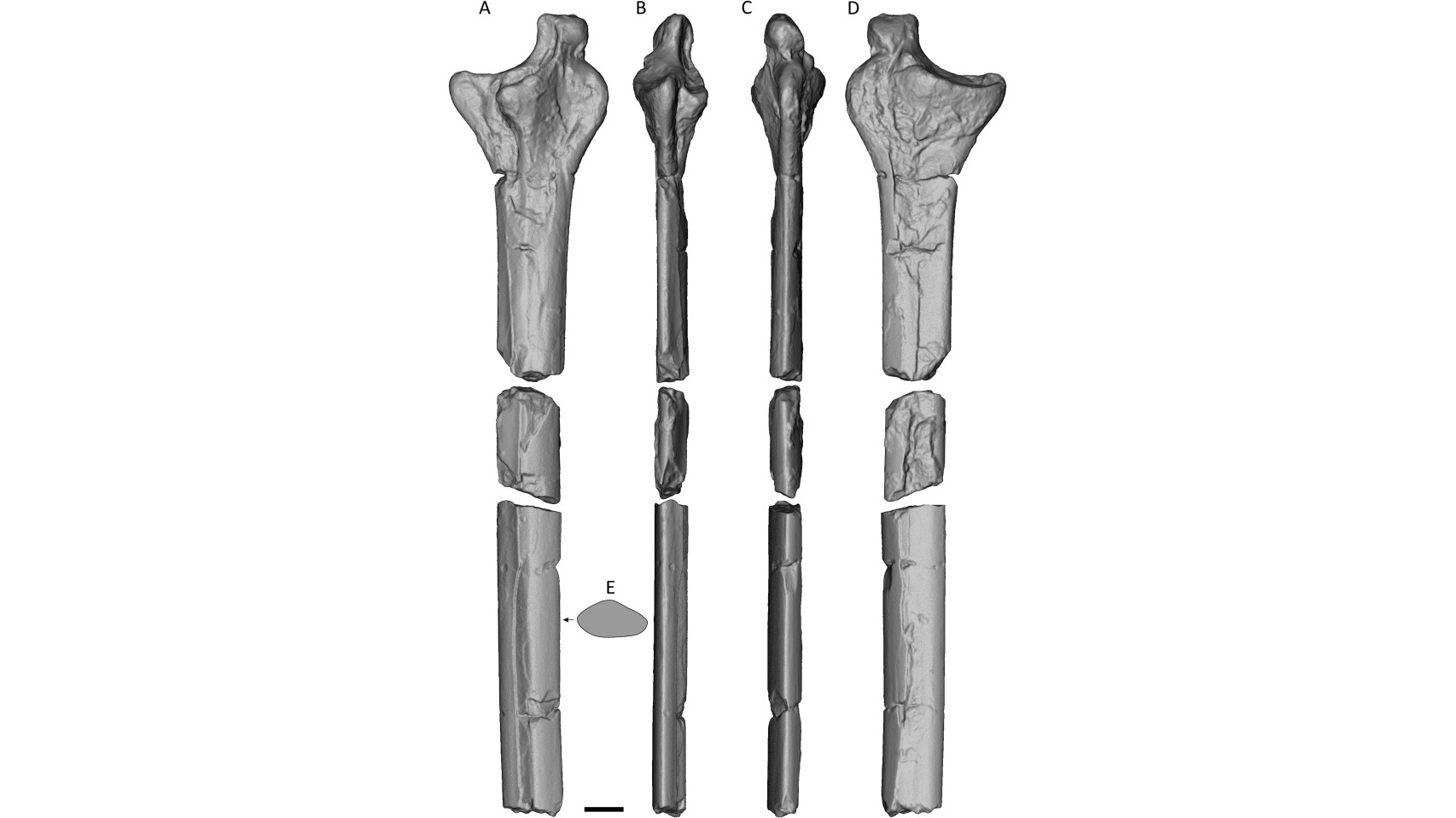 A topographic scan of the pterosaur bone.