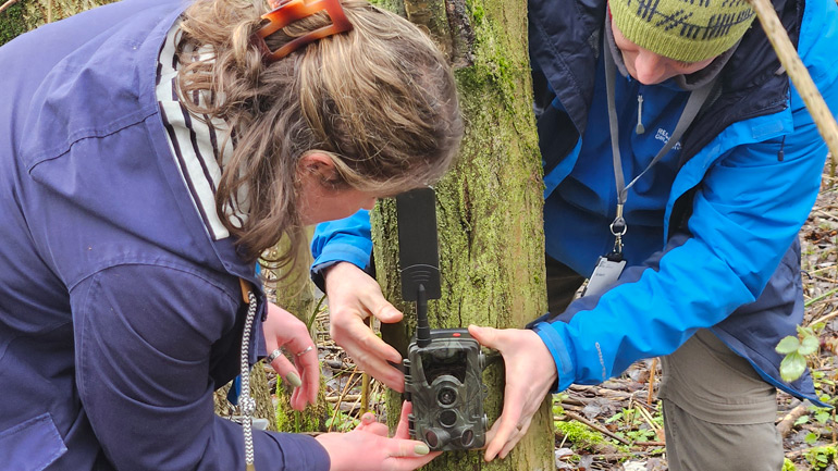 Eleanor Morton installing a camera trap with John Bristow, Senior Nature Conservation Officer for Leicester City Council, in the Space Park Leicester spinney bordering Ellis Meadows.