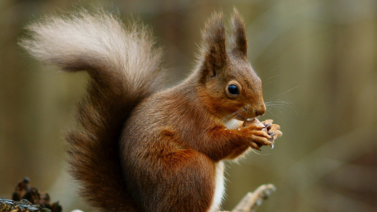 Red squirrel and human leprosy link found at English medieval archaeological site | News