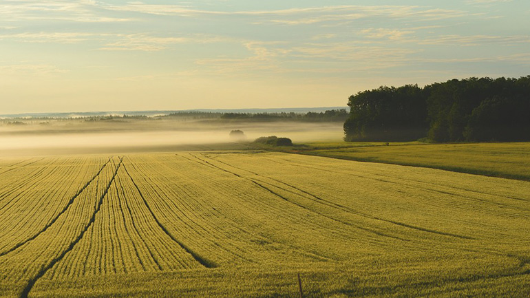 A foggy landscape.