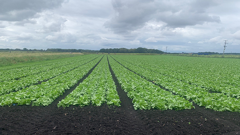 Lettuce being grown on drained lowland peatland.