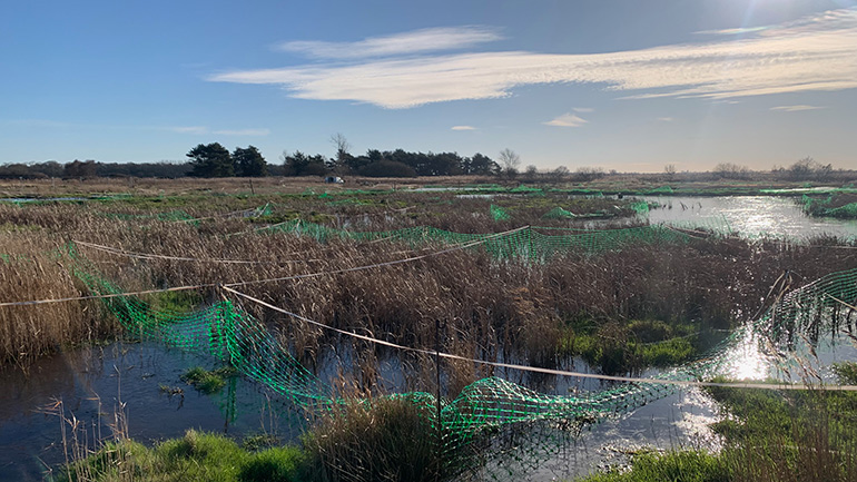 Typha being grown in a paludiculture system.