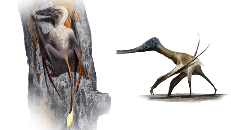 Long-tailed pterosaurs, such as Scaphognathus (left), had large, curved claws on their hands and feet, specially adapted for climbing. Equipped with sharp teeth, they likely preyed on insects and other small animals. Short-tailed pterosaurs, like this Balaenognathus (right) were adapted for a life on the ground. This bizarre creature boasted nearly 500 needle-like teeth in its jaws, and likely used them to filter-feed on tiny food items from shallow waters, similar to the feeding habits of modern flamingos. Credit: Rudolf Hima